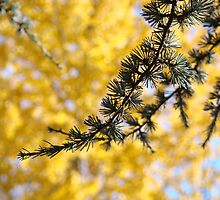 Yellow Fall Tree Leaves Landscape Pine Tree by BasleeArtPrints