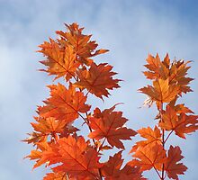 Orange Autumn Fall Tree LEAVES Blue Sky Art Prints by BasleeArtPrints