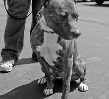 Bashful Brindle by Jinx13