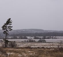 Canadian North - Lone Pine, Fields, Hills and Fresh Snow by Georgia Mizuleva
