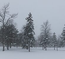 A Cold December Morning - Snowstorm in the Park by Georgia Mizuleva