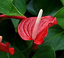 Honeymoon Flower by Scott Mitchell