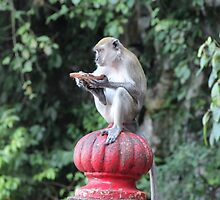 Friendly Monkey - Batu Caves, Malaysia. by Tiffany Lenoir