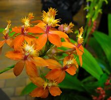 All about Orchids by MarianBendeth
