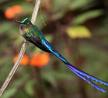 Violet-Tailed Sylph (male)- Mindo Cloud Forest Ecuador by john Lenagan