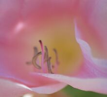 Fragility by loiteke