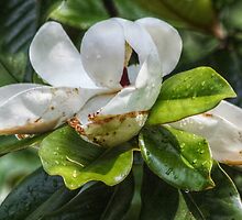 Mississippi Magnolia by Ginger Barritt