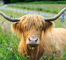 Highland Cattle, Scotland by fotosic