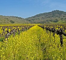 Mustard the Other wine by randymir