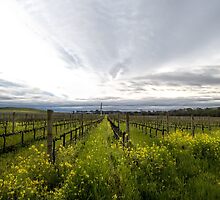 Napa Valley Vineyards by randymir