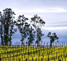 Lush Vineyards by randymir