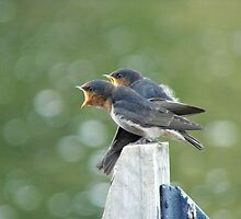 Me..ME...MEEE.... First!!! - Welcome Swallows - NZ by AndreaEL