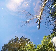 Reflection in a mountain stream by Rob Price