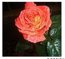 petal acid soak. 2 by elizabethrose05