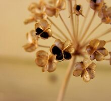 ready for regeneration by webgrrl