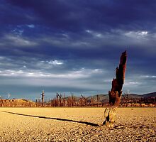 The blight of our nation by David Haviland