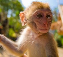 Monkey Munchies by Craig Scarr