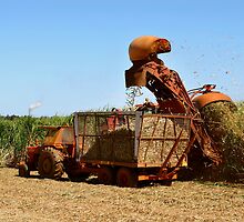Harvesting at Bundaberg by Darren Stones