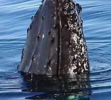 Humpback Whale by Darren Stones