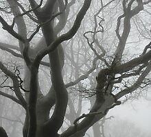 Foggy Trees by Luke Winter
