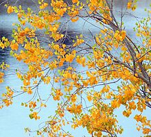 Autumn leaves by helmutk