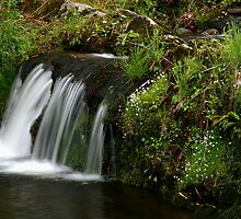 Spring Brook by Gary L Suddath