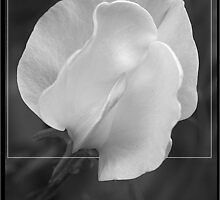 Sweet Pea by shall