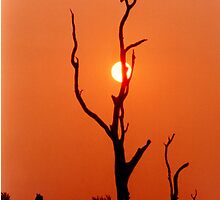 Bushfire Sea Eagle by Jacq Wilson
