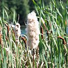 puffy cat tail