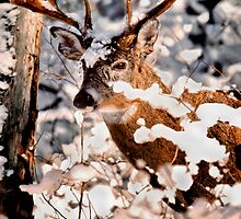 Winter Wonder 2 by Miles Moody