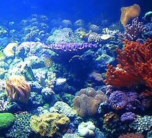 Under the sea... by Paige