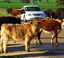 Cattle Drive by Darren Stones