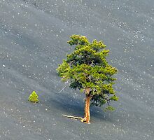 Survival by Mundy Hackett