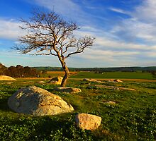 Dog Rocks by Darren Stones