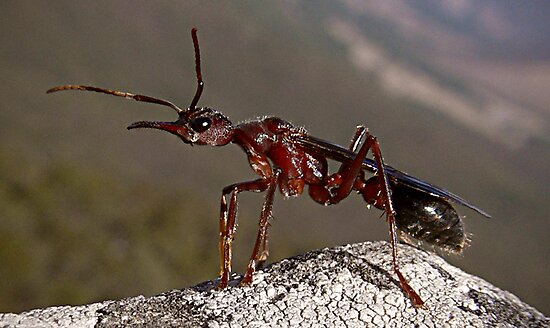 Bull Ant Queen