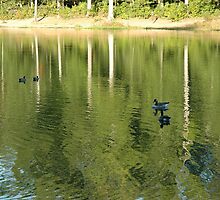 Tree Reflection by nanasx4