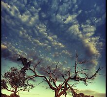 Dead tree by Federico Colalongo