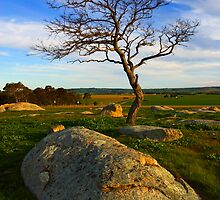 Dog Rocks by Darren Stones