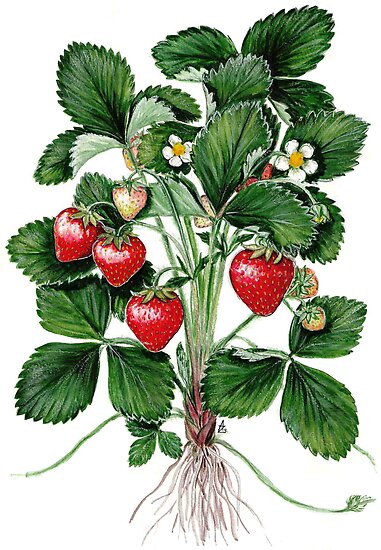 strawberry plant clipart - photo #31