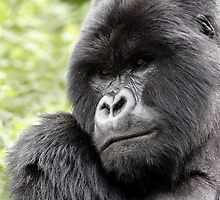 MOUNTAIN GORILLAS - WILD & FREE by Steve Bulford