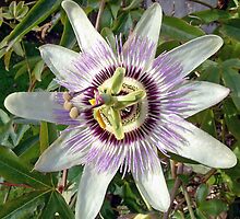 Passion displaying its full glory by Pete Gallagher