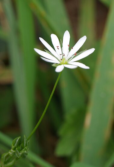 White Single Flower