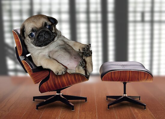 Pug Art and Design: Top Dog by Phil Rowe