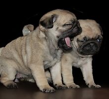 Dogs Breath by Phil Rowe