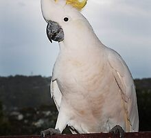 Cockatoo Displaying Its Crest by whoalse