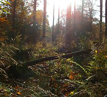 Down to earth by forestphotos