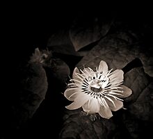 Flower Of Life by Carlo Cesar Rodillas