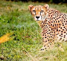 Got my eye on you by Paul Grinzi