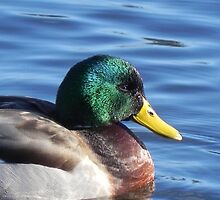 Mallard Portrait by Martha Medford