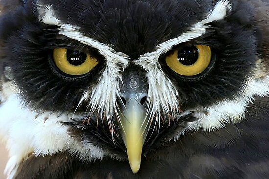 Owls Eyes